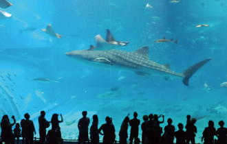 okinawa-enjoy-pass-沖繩美麗海水族館