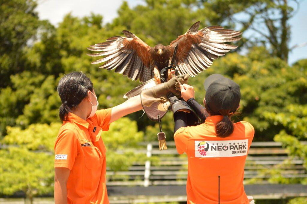 沖繩套票Okinawa FunPASS-名護自然動植物公園