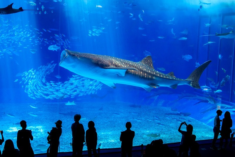 沖繩套票Okinawa FunPASS-美麗海水族館